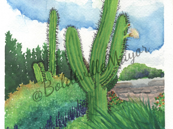 Saguaro Cacti in a formal garden watercolor painting