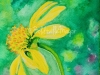 echinacea watercolor painting