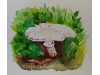 Mushroom