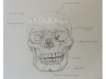 Pencil Drawings Portfolio
