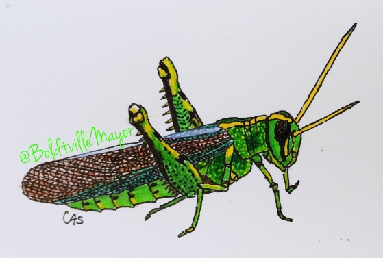 Grasshopper