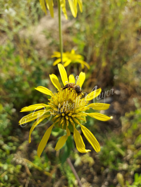 Echinacea with Bee