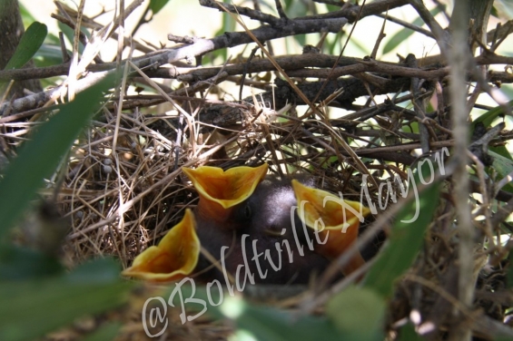 Baby Birds