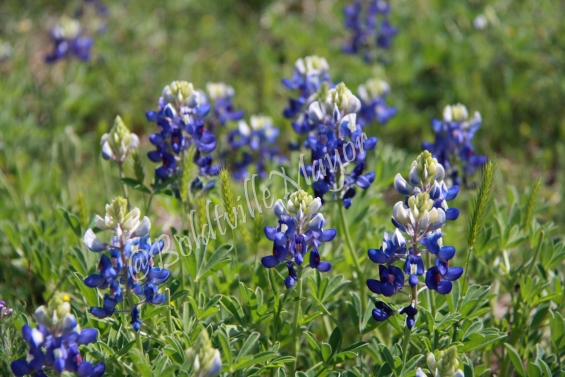 Bluebonnets