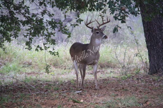 White Tail Buck 1