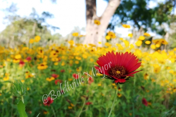 Indian Blanket in the Sun