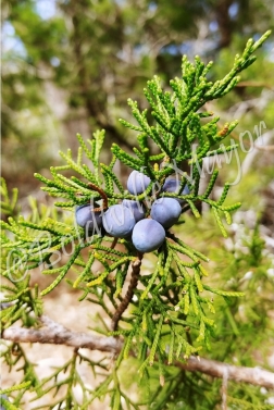Juniper Berries