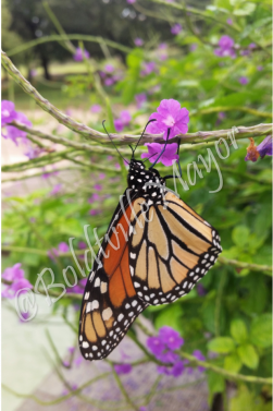 Monarch Butterfly
