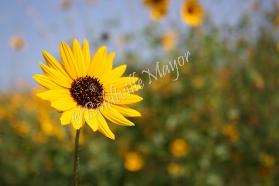 Wild Sunflower