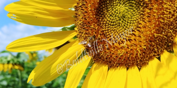Sunflower with Bee