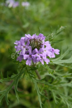 Verbena