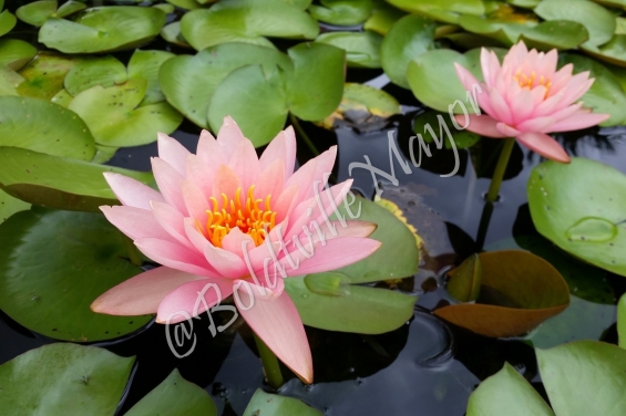 Pink Waterlily