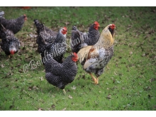 chicken_flock_1_wm.jpg