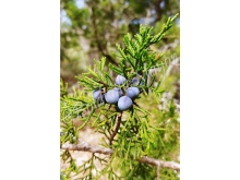 juniperberries_1_wm.jpg