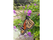 monarch_1_wm_crop_1.png