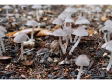 mushrooms_tinygroup_1_wm_crop_1.jpg