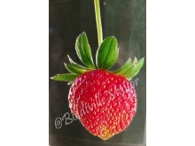 strawberry_1_wm_crop_2.jpg