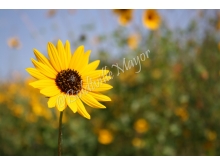 sunflower_1_wm.jpg