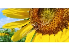 sunflower_giant_ecu_bee_wm.jpg