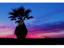 sunset_palm_crop1_wm.jpg