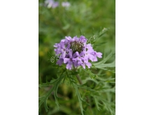 verbena_1_wm.jpg