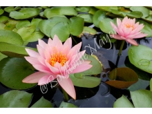 waterlily_pink_1_wm_crop_1.jpg