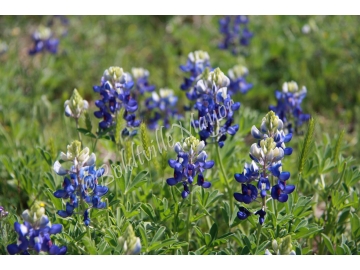 Bluebonnets
