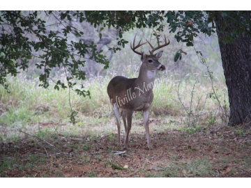 White Tail Buck 1