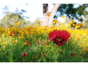 Indian Blanket in the Sun
