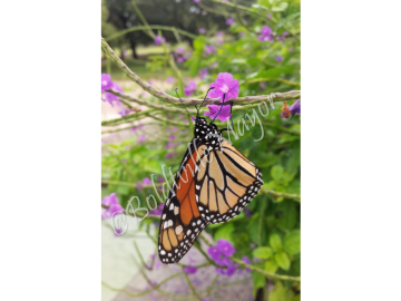 Monarch Butterfly