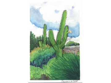 Cactus in the Garden