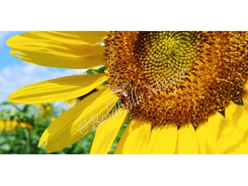Sunflower with Bee