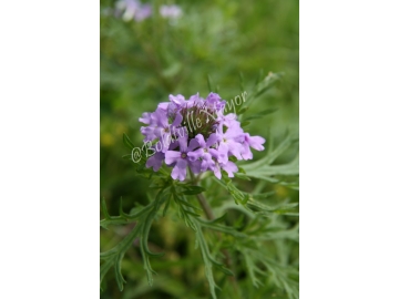 Verbena